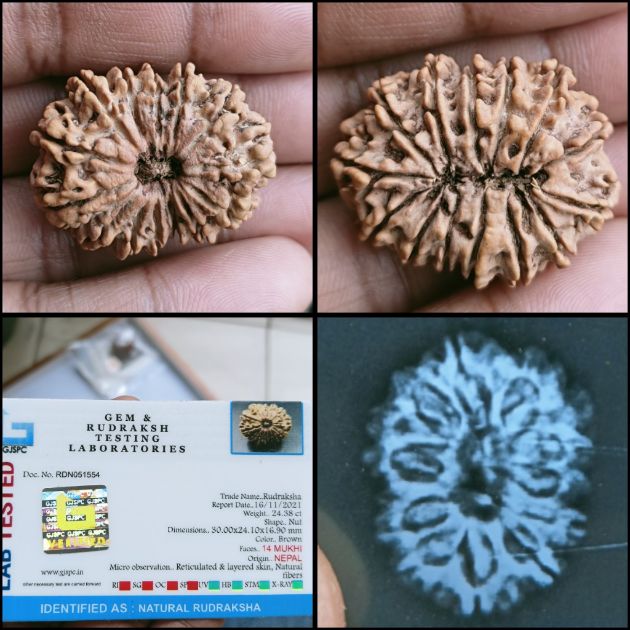 Picture for category Nepali Rudraksha