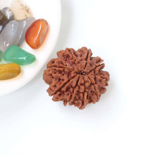 9 mukhi nepali rudraksha