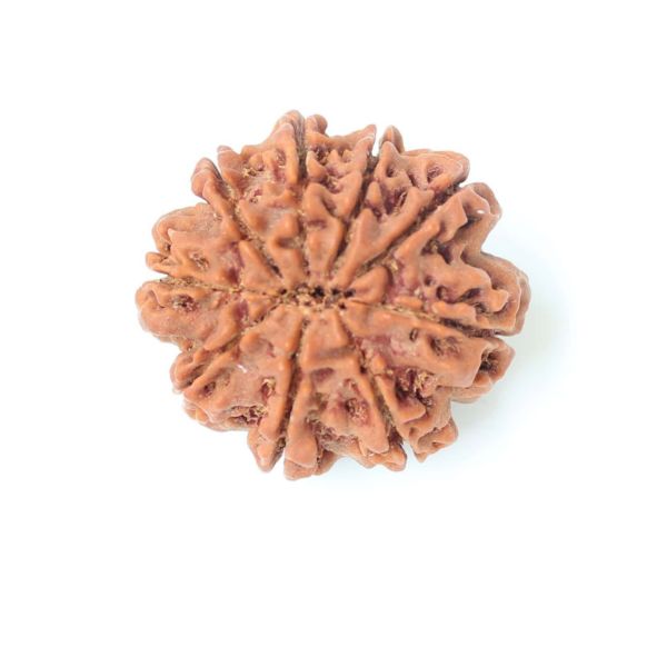 9 mukhi nepali rudraksha