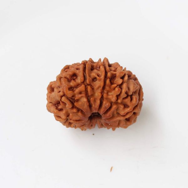 11 mukhi Nepal rudraksha