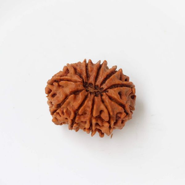 11 mukhi Nepal rudraksha