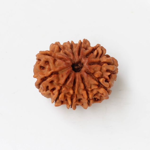11 mukhi Nepal rudraksha