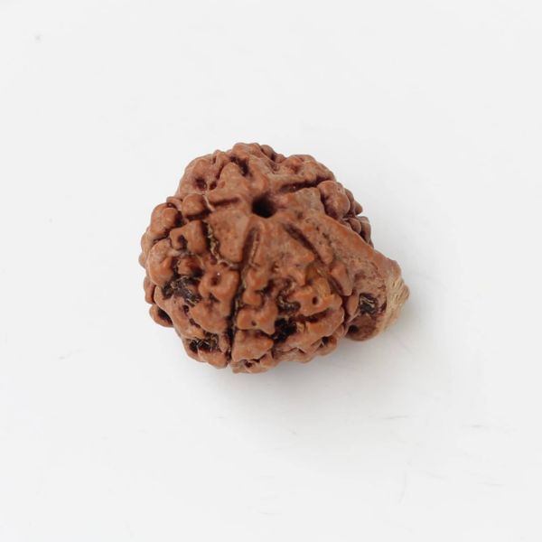 Ganesh Rudraksha Nepal