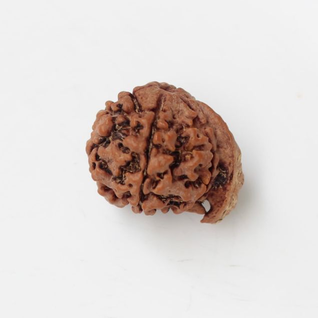 Ganesh Rudraksha Nepal