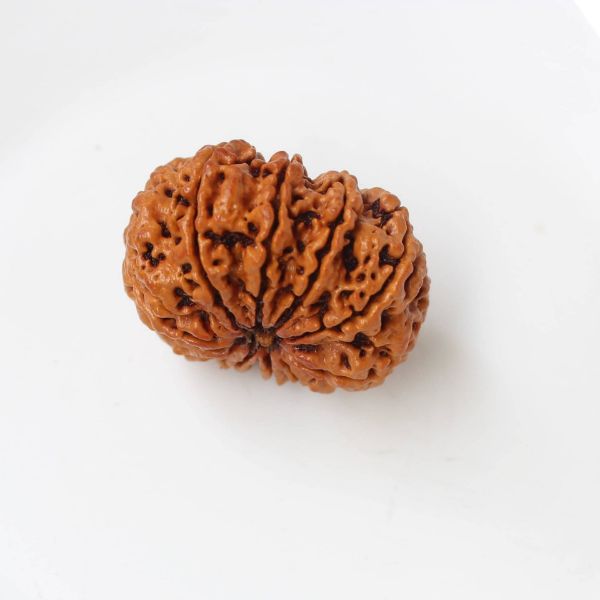 10 mukhi rudraksha Nepal