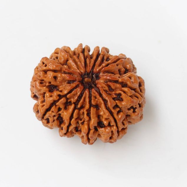 10 mukhi rudraksha Nepal
