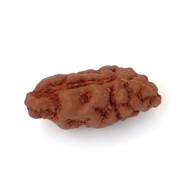 1 mukhi rudraksha indonesia