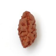 1 mukhi rudraksha indonesia