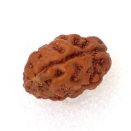 2 mukhi indonesian rudraksha