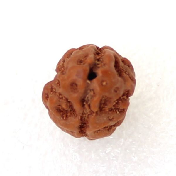 2 mukhi indonesian rudraksha