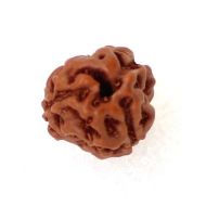 3 mukhi indonesian rudraksha