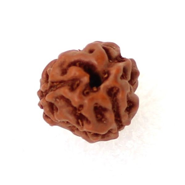 3 mukhi indonesian rudraksha