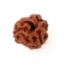 3 mukhi indonesian rudraksha