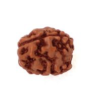 3 mukhi indonesian rudraksha