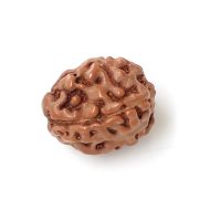 4 mukhi indonesian rudraksha