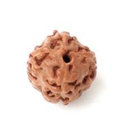 4 mukhi indonesian rudraksha