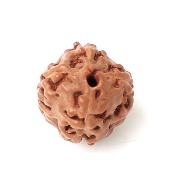 4 mukhi indonesian rudraksha