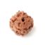 4 mukhi indonesian rudraksha
