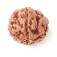 5 mukhi indonesia rudraksha