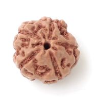 5 mukhi indonesia rudraksha