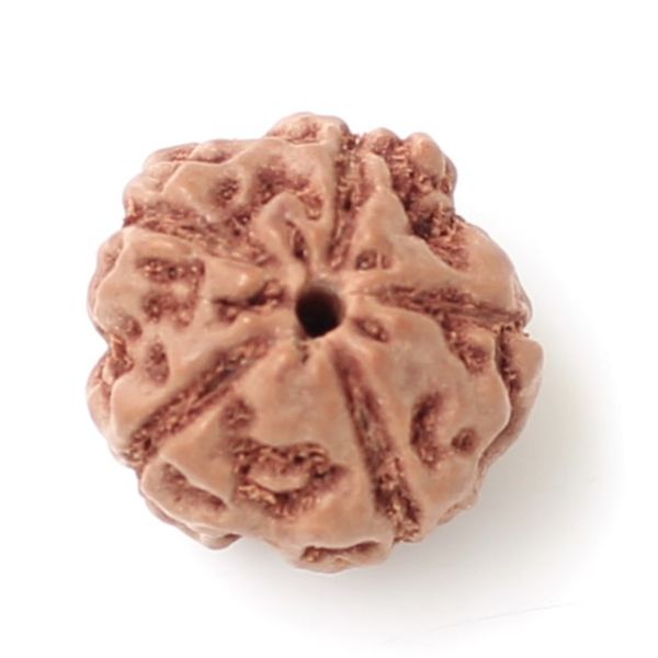 5 mukhi indonesia rudraksha