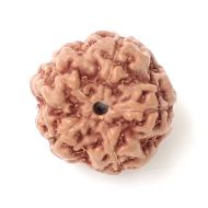 5 mukhi indonesia rudraksha