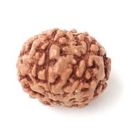 6 mukhi indonesia rudraksha