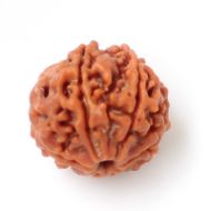 6 mukhi rudraksha Nepal