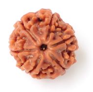 6 mukhi rudraksha Nepal