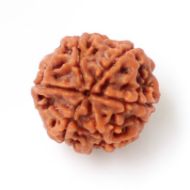 6 mukhi rudraksha Nepal