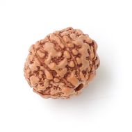 7 mukhi indonesia rudraksha