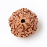 7 mukhi indonesia rudraksha