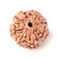 7 mukhi indonesia rudraksha