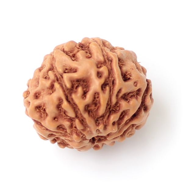 8 mukhi indonesia rudraksha