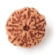 8 mukhi indonesia rudraksha