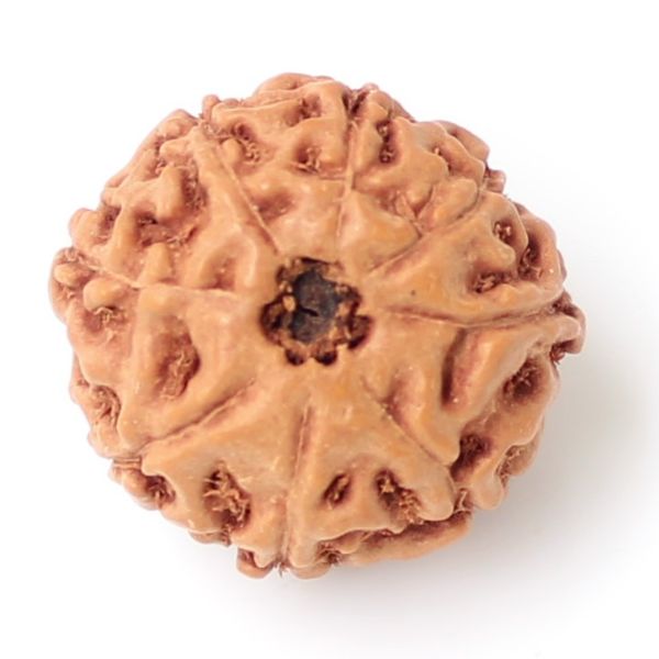 8 mukhi indonesia rudraksha