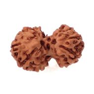 9 Mukhi Gauri Shankar Rudraksha Java