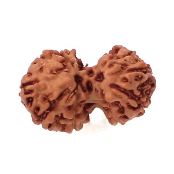 9 Mukhi Gauri Shankar Rudraksha Java