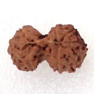 9 Mukhi Gauri Shankar Rudraksha Java