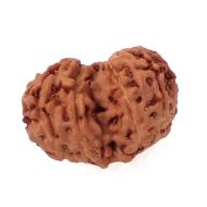 9 Mukhi Gauri Shankar Rudraksha Java