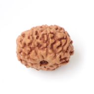 9 mukhi indonesia rudraksha