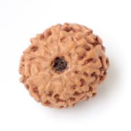 9 mukhi indonesia rudraksha