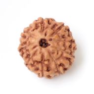 9 mukhi indonesia rudraksha