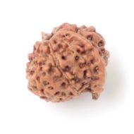 9 Mukhi Ganesha Rudraksha Java