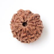 9 Mukhi Ganesha Rudraksha Java