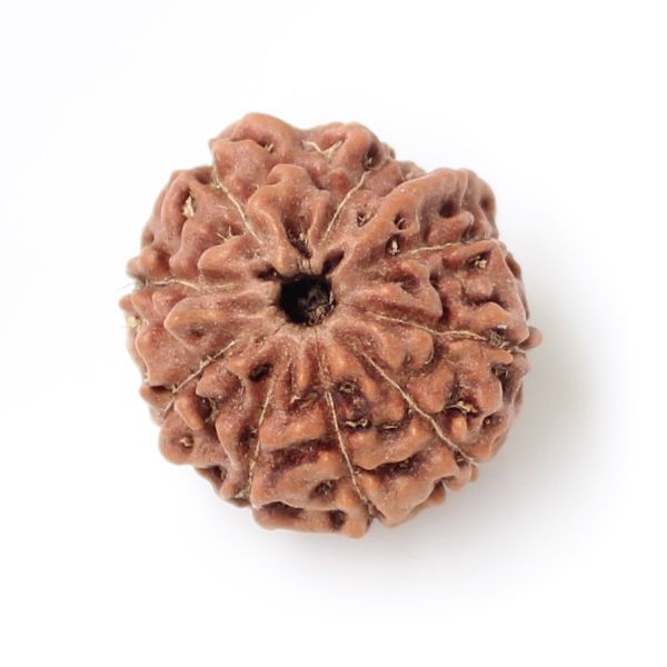 9 Mukhi Ganesha Rudraksha Java
