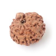 9 Mukhi Ganesha Rudraksha Java