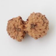 10 Mukhi Gauri Shankar Rudraksha Java