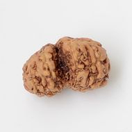 10 Mukhi Gauri Shankar Rudraksha Java