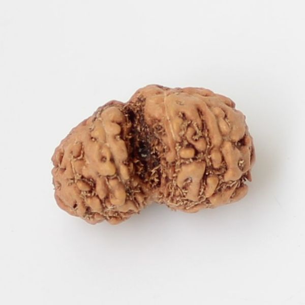 10 Mukhi Gauri Shankar Rudraksha Java